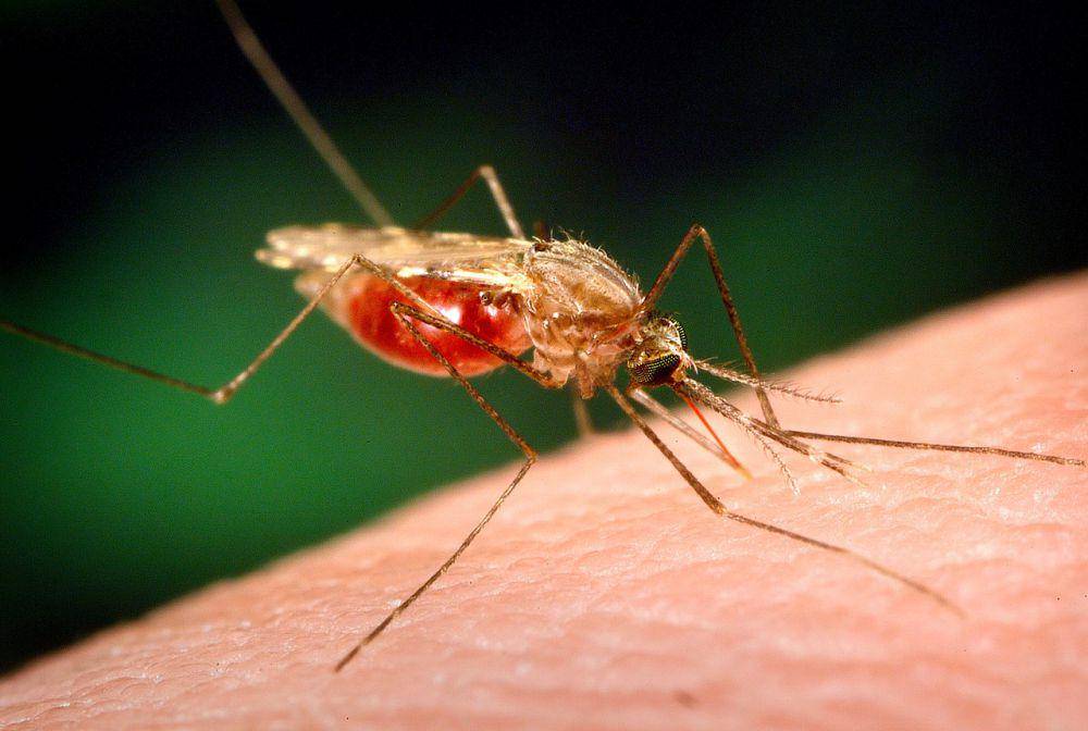 Nyamuk malaria dengan nama ilmiah Anopheles funetus (commons.wikimedia.org/James Gathany, dkk)