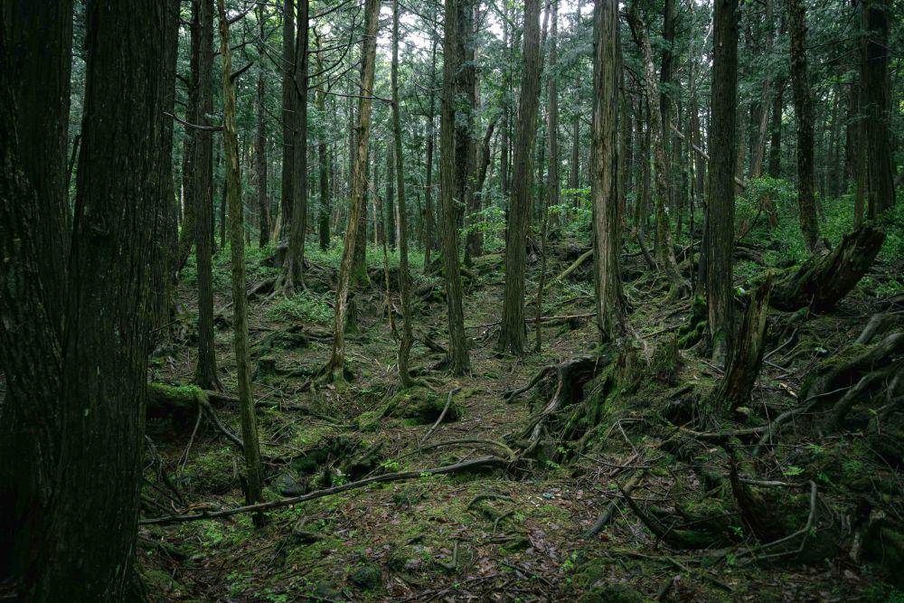 ilustrasi hutan Aokigahara (unsplash/ArthemShuba)