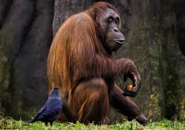 orangutan (pixabay.com/Angela)