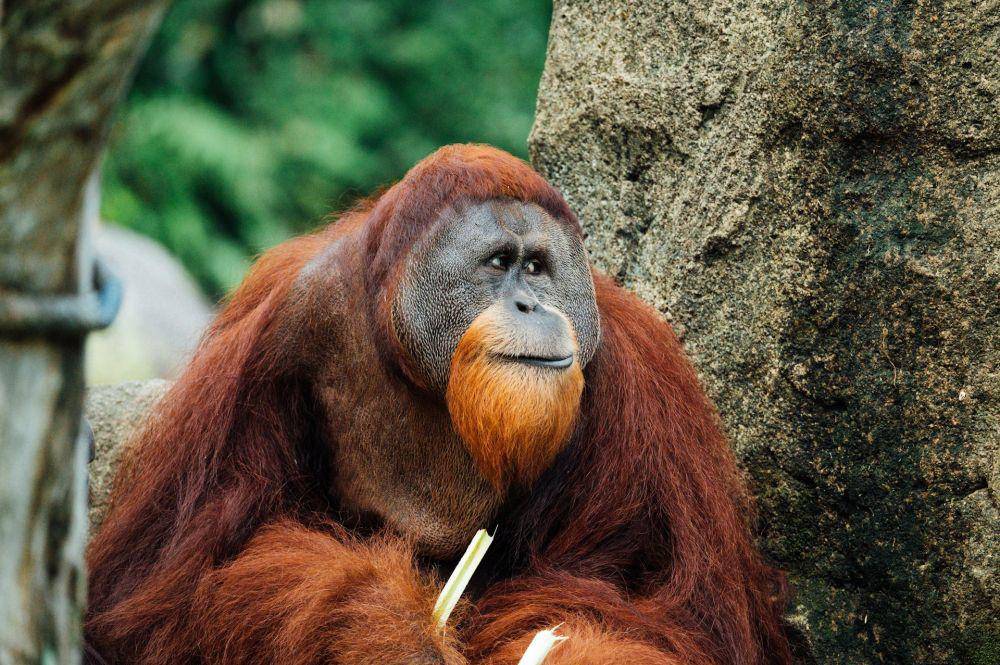 ilustrasi orangutan (unsplash.com/CHUTTERSNAP)
