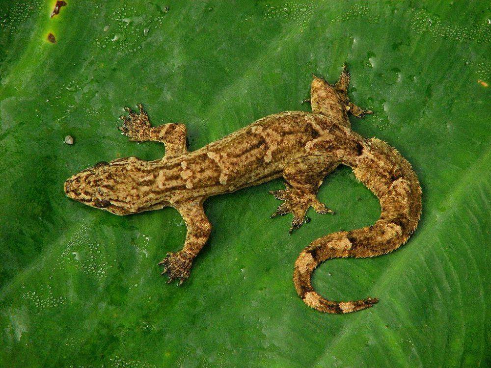 cecak (commons.wikimedia.org/Rohit Naniwadekar)