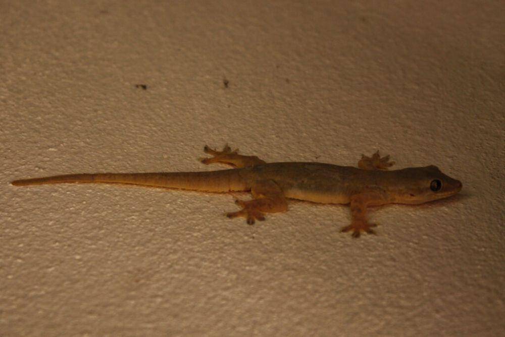 cecak (commons.wikimedia.org/Thomas Brown)