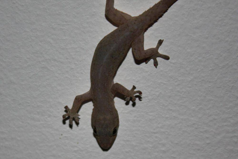 cecak (commons.wikimedia.org/Thomas Brown)