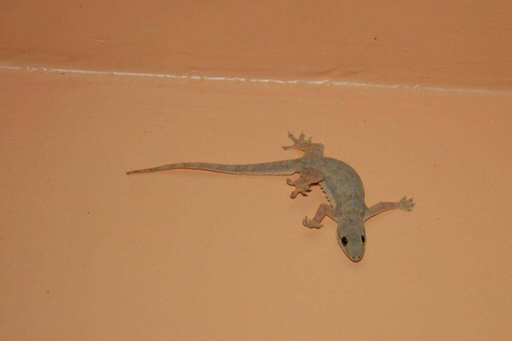 cecak (commons.wikimedia.org/Thomas Brown)