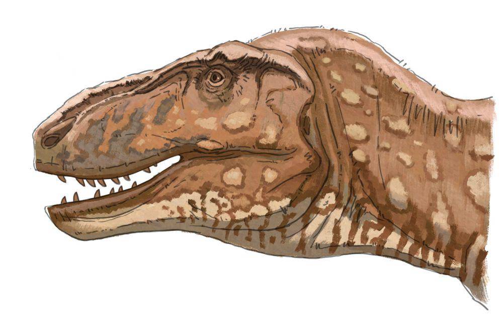 Ilustrasi kepala Tarbosaurus (twitter.com/“Stegotitanus” insomnus)