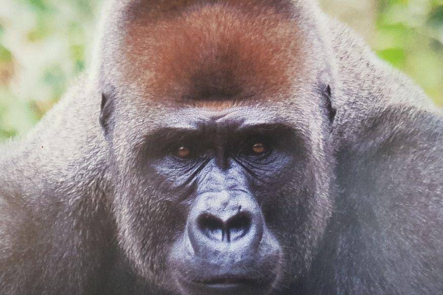 potret cross river gorilla (commons.wikimedia.org/Fkamtoh)