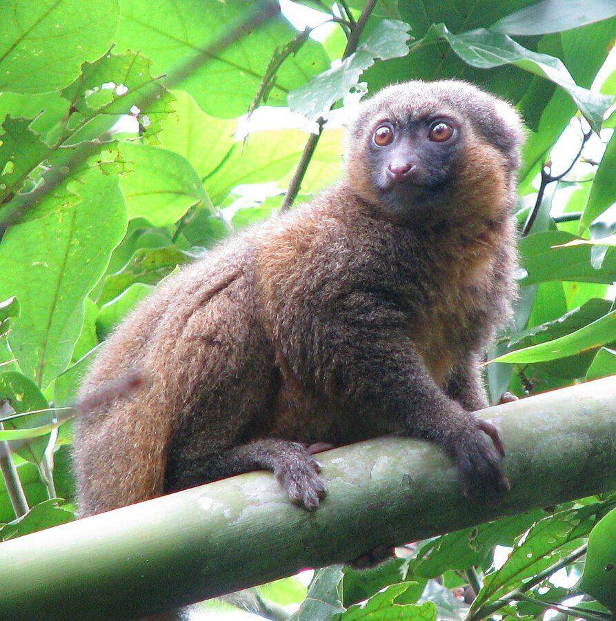 potret lemur bambu madagaskar (commons.wikimedia.org/Rachel Kramer)