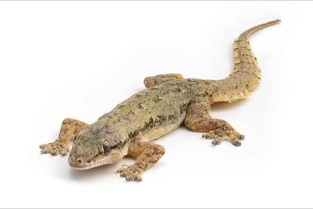 cecak (commons.wikimedia.org/Basile Morin)