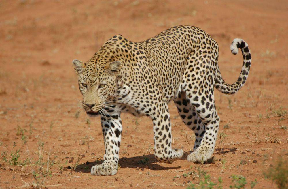 ilustrasi leopard amur (unsplash.com/Jane Stroebel)