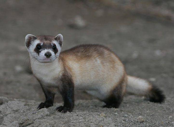 ilustrasi musang kaki hitam (commons.wikimedia.org/USFWS Mountain Prairie)