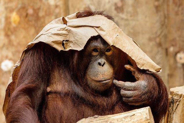orangutan (pixabay.com/Herbert Aust)
