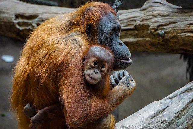 orangutan (pixabay.com/7103983)