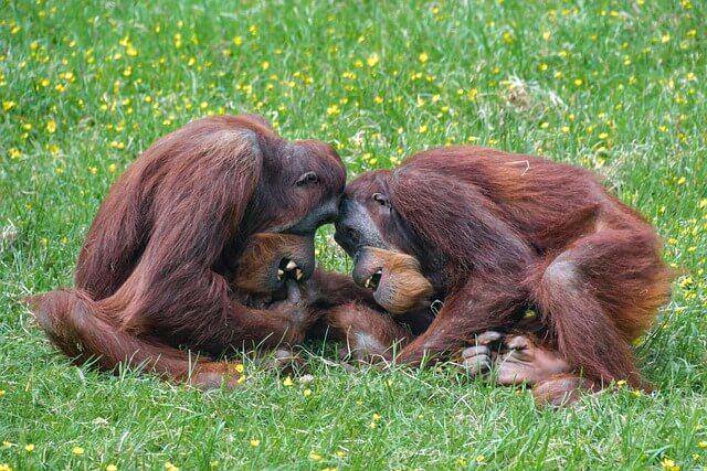 orangutan (pixabay.com/Christel SAGNIEZ)