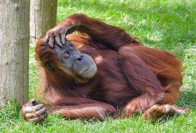 orangutan (pixabay.com/Christel SAGNIEZ)