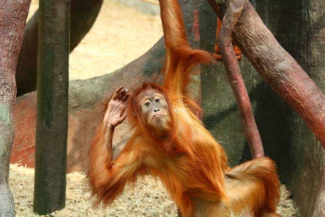 orangutan (pixabay.com/katerinavulcova)