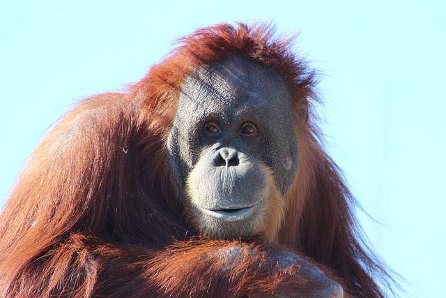 orangutan (pixabay.com/ShekuSheriff)