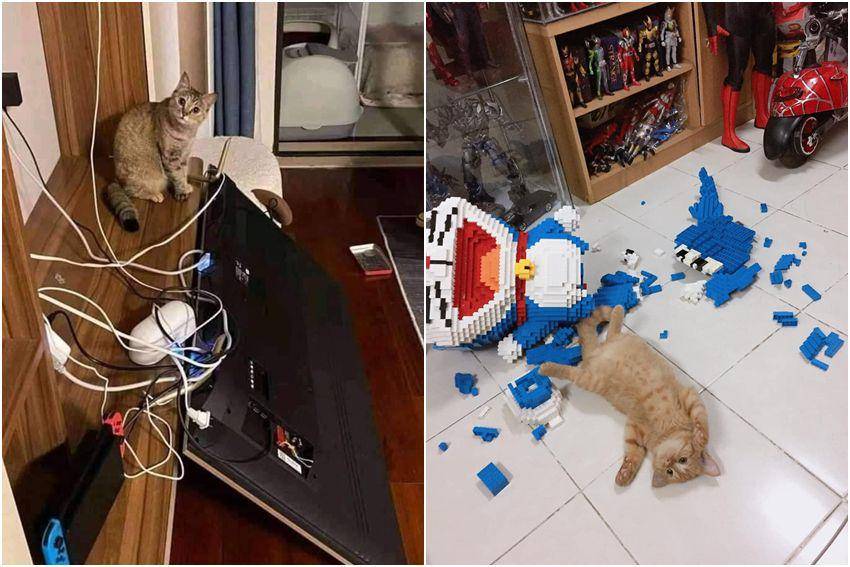 kolase potret kucing saat menjatuhkan barang (reddit.com/r/CatsAre******** | reddit.com/user/fattah1614)