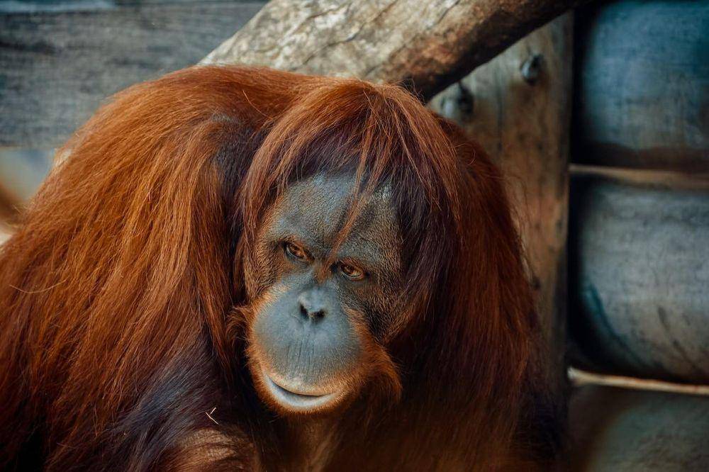 orangutan (pexels.com/Hans D.)