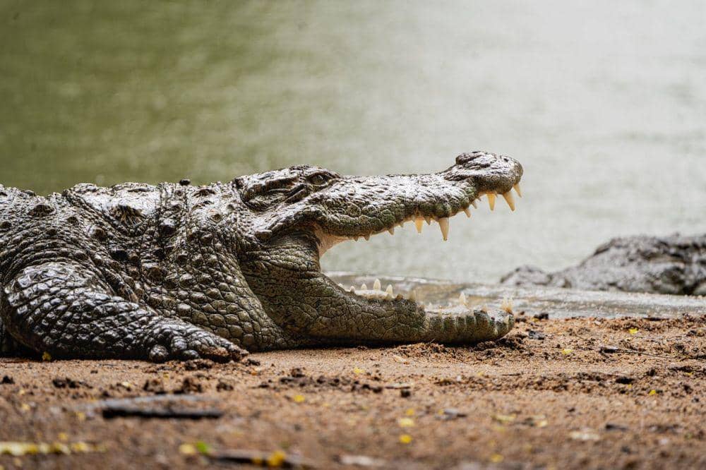buaya (pexels.com/Saharsh Bejgum)