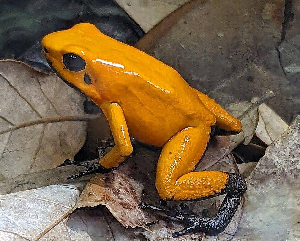 katak panah beracun Dendrobates terribilis (commons.wikimedia.org/crbonade)