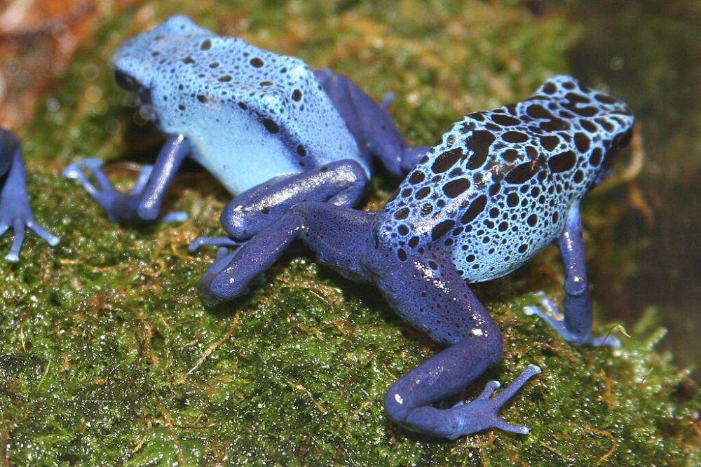 katak panah beracun Dendrobates azureus (commons.wikimedia.org/Cliff)