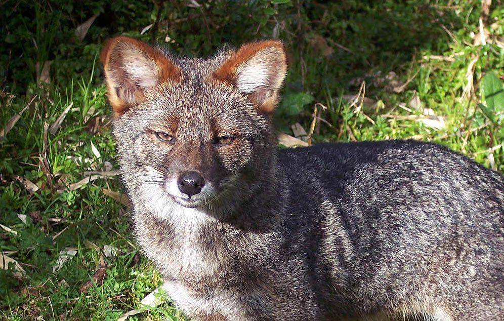 ilustrasi darwin fox (commons.wikimedia.org/Fernando Bórquez Bórquez)