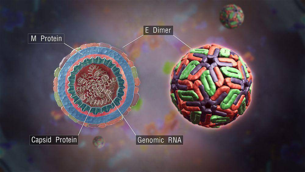 gambaran virus dengue (commons.wikimedia.org/Girish Khera, Scientific Animations)