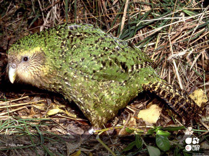 potret burung kakapo (iucnredlist.org)