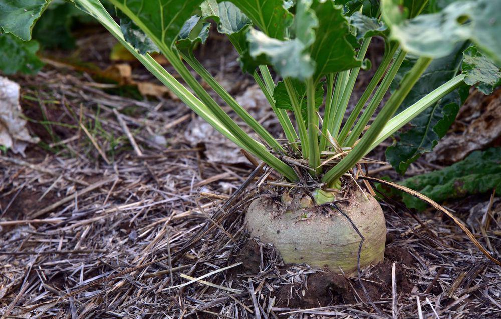 5 Fakta Sugar Beet, Alternatif Bahan Baku Gula selain Tebu