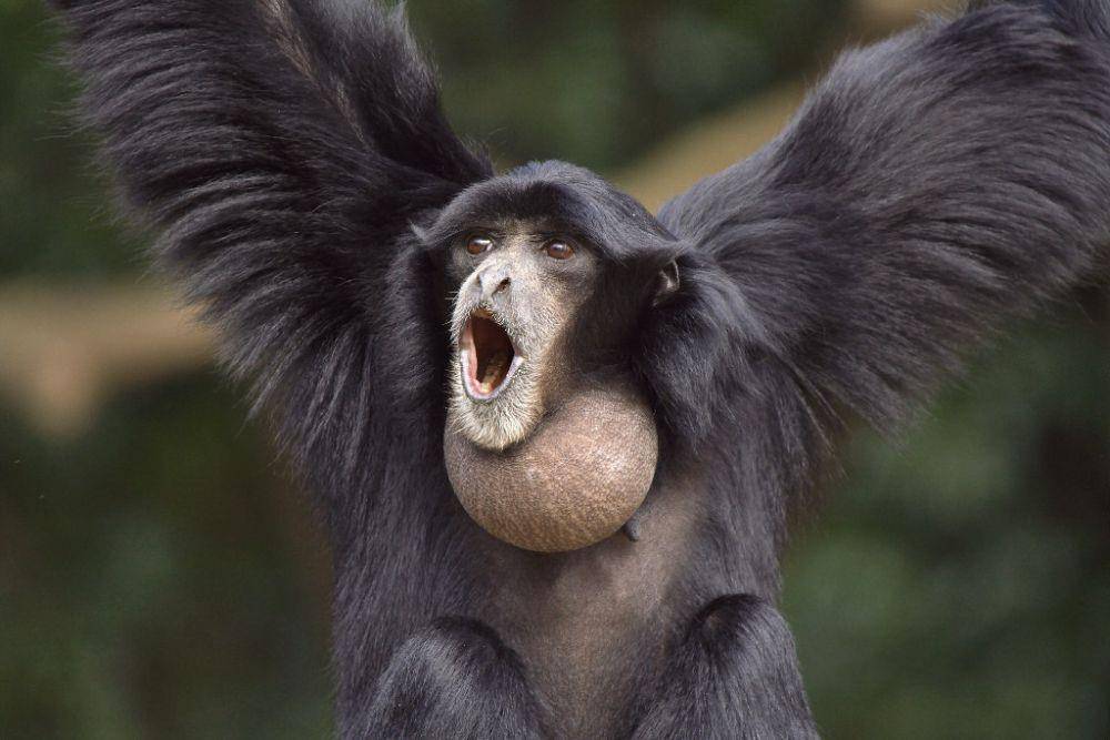 potret siamang (commons.wikimedia.org/suneko)