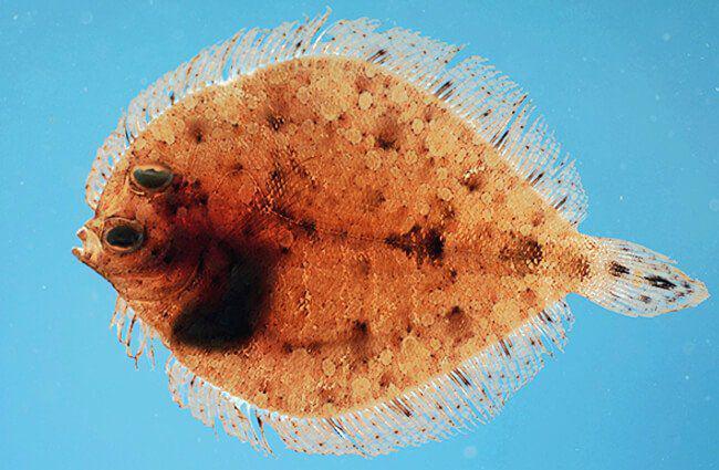 5 Fakta Menarik Ikan Flounder, Predator yang Ahli Berkamuflase!