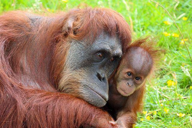orangutan (pixabay.com/Blandine JOANNIC)