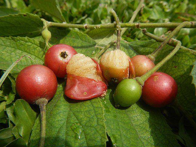 ilustrasi buah Talok (commons.wikimedia.org/Judgefloro)