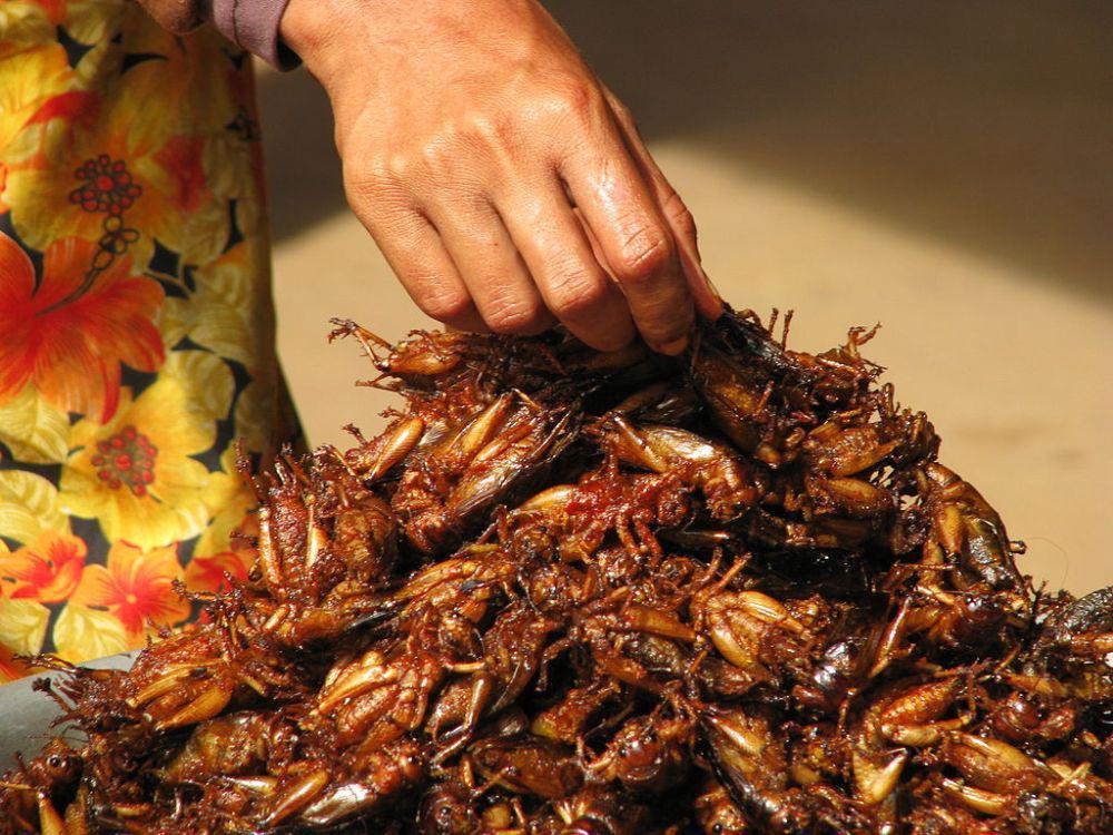 #GiziLokal: 5 Manfaat Belalang untuk Kesehatan, Mau Coba?