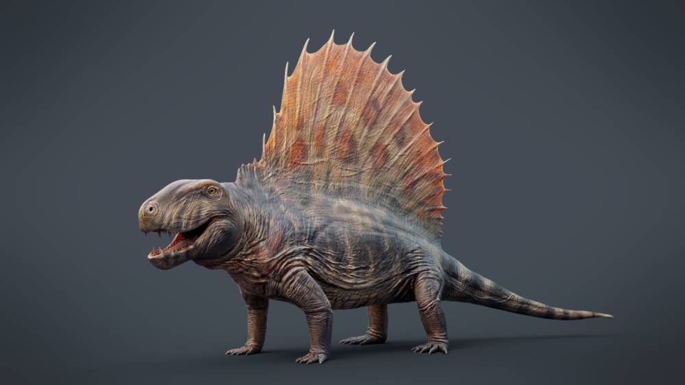 Ilustrasi Dimetrodon, salah satu synapsida paling terkenal (commons.wikimedia.org/Max Bellomio)