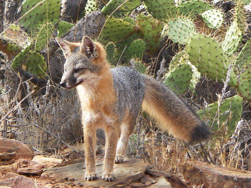 Rubah pulau (commons.wikimedia.org/Catalina Island Conservancy)