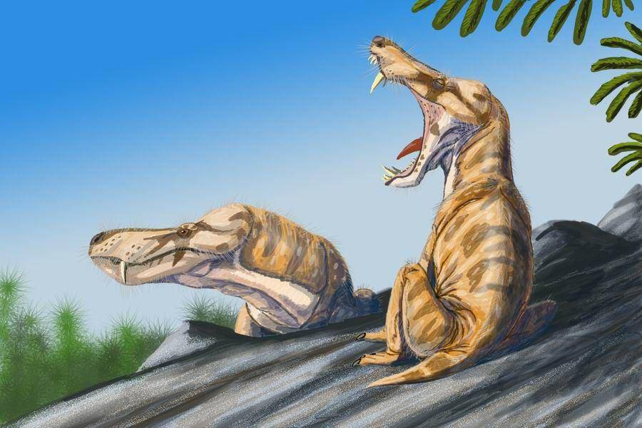 Ilustrasi Alopecognathus, salah satu jenis synapsid (commons.wikimedia.org/w:ru:Участник:ДиБгд)