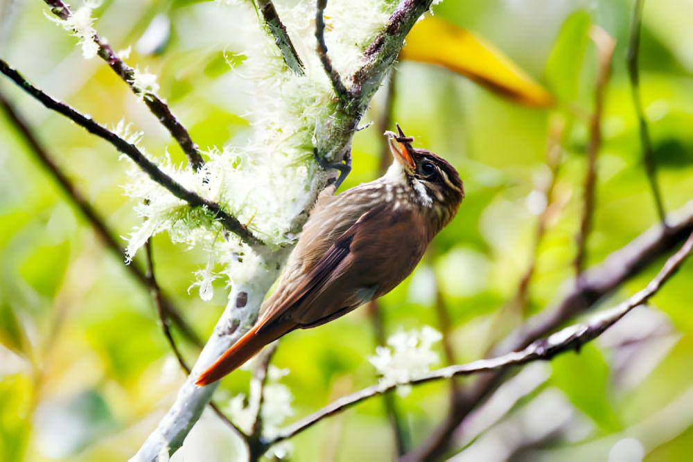 Xenops (istockphoto.com/LeoMercon)