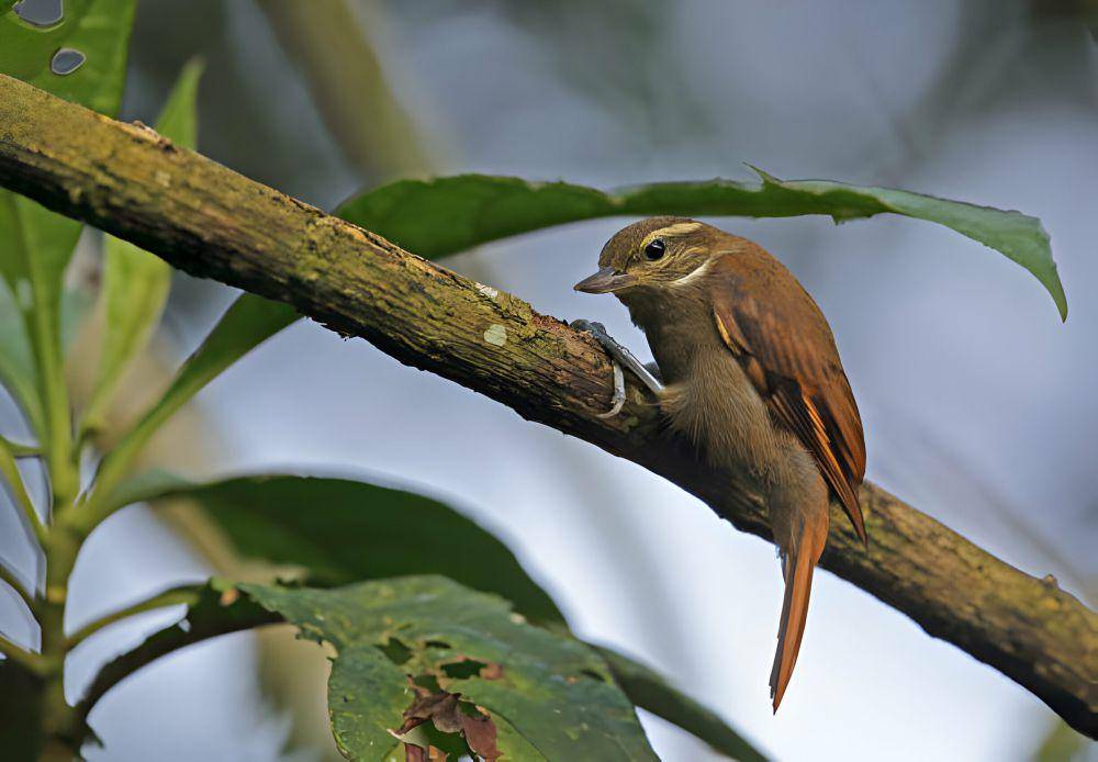 Xenops (istockphoto.com/neil bowman)