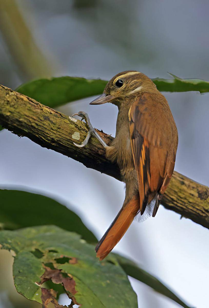 Xenops (istockphoto.com/neil bowman)