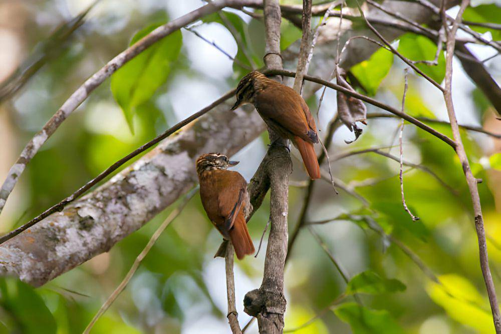 Xenops (istockphoto.com/LeoMercon)