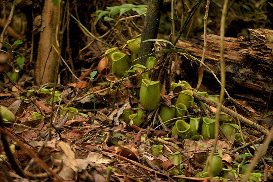 Lahan gambut menjadi salah satu tempat hidup bagi kantong semar. (mongabay.co.id/Fransisca N Tirtaningtyas)