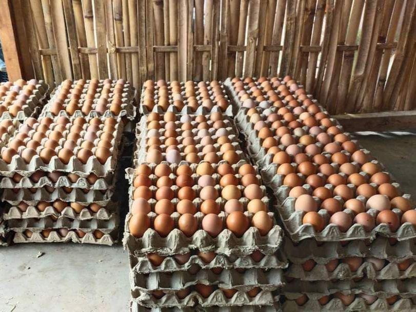 Harga Telur Masih Tinggi, Kepala Bapanas: Perlu Proses