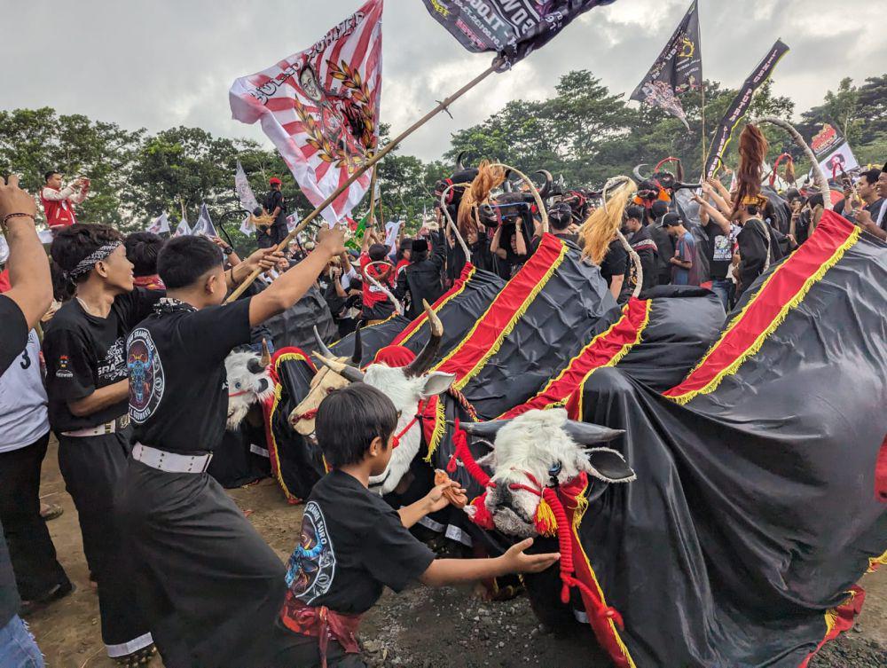 Bantengan Mberot Ganjar Pranowo Diwarnai Hujan Badai