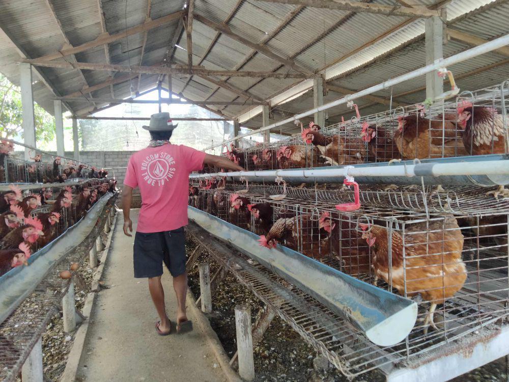 Peternak Ayam di Lotim Keluhkan Mahalnya Harga Pakan