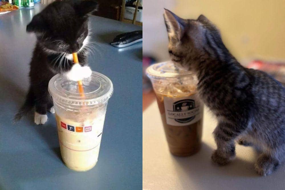 7 Potret Lucu Anak Kucing Deketin Kopi, Penasaran?