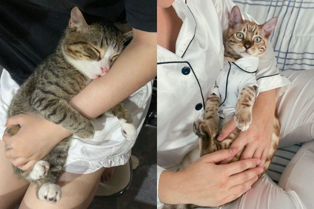 7 Potret Lucu Kucing Clingy di Pangkuan Hooman, Seperti Bayi