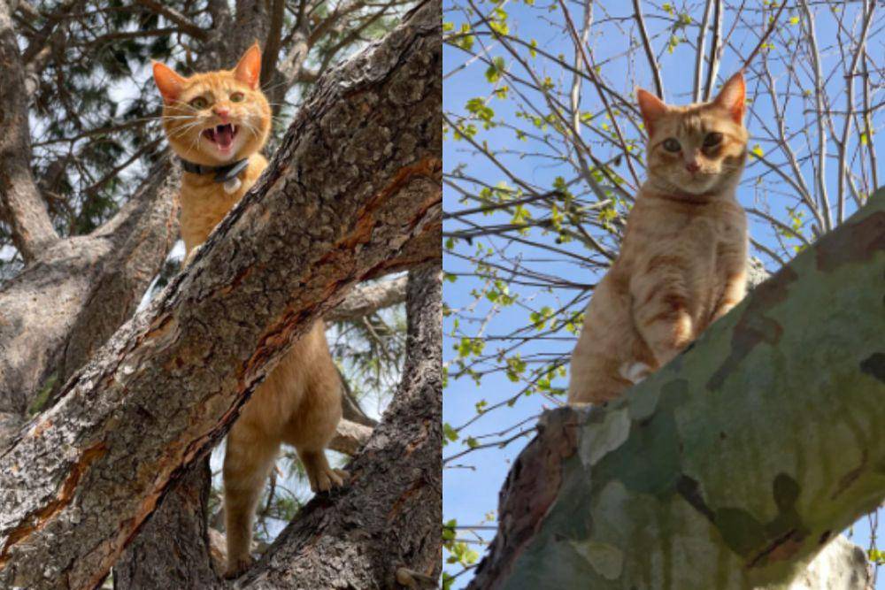 kolase potret kucing oren di atas pohon (reddit.com/Ecstatic_Ad_7897 I reddit.com/AdoIfHitIer-)