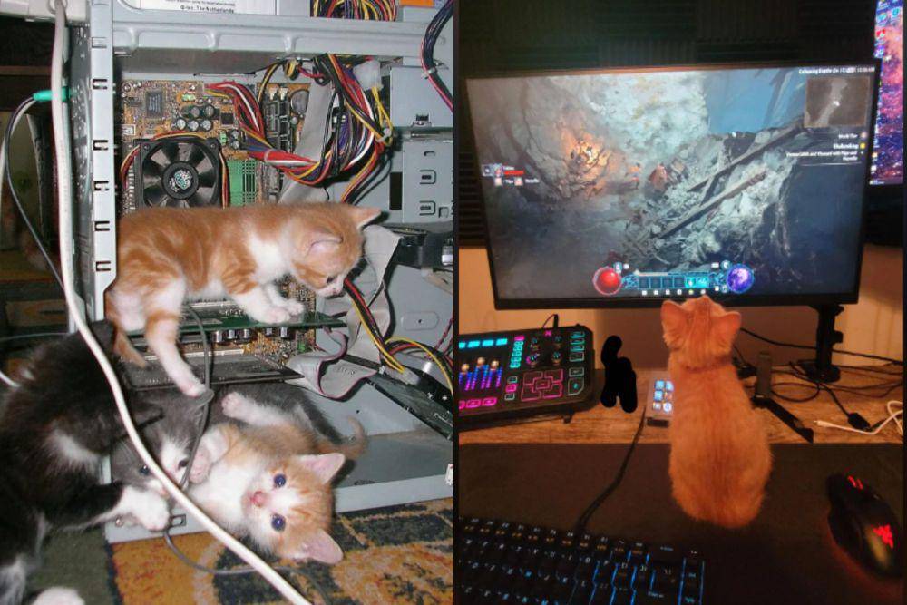 kolase potret anak kucing main di PC (reddit.com/deleted I reddit.com/doc_dobby)