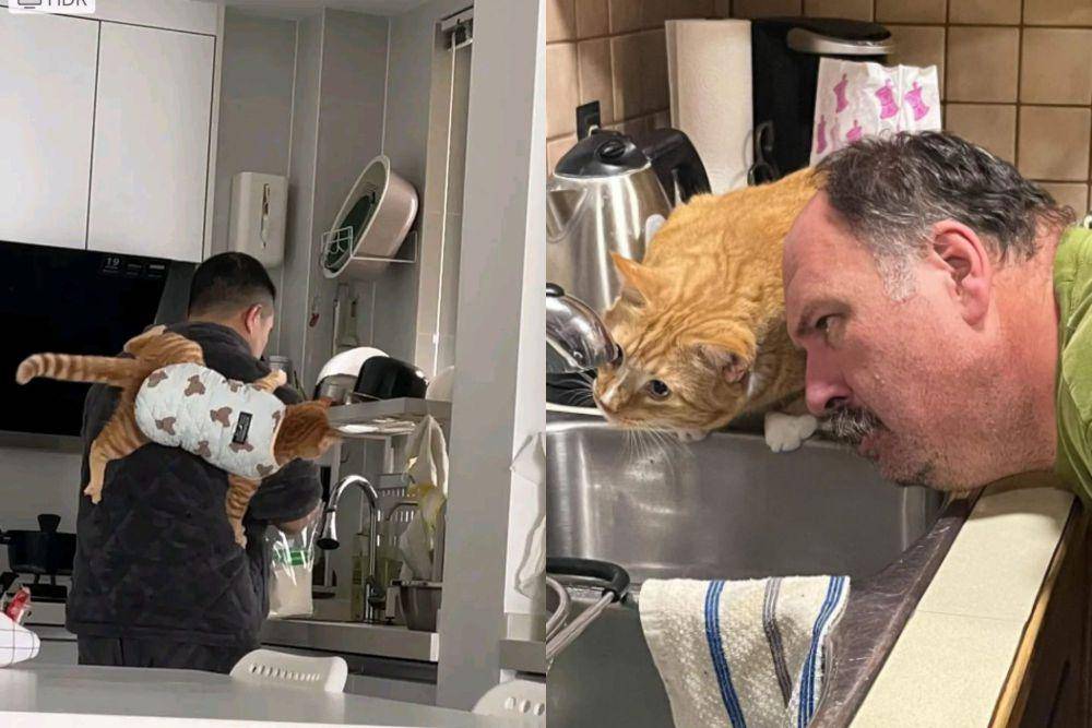 kolase potret kucing bareng bapak-bapak di dapur (twitter.com/nocontextscats I reddit.com/Jay911)